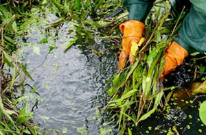 Pond Cleaning Selhurst (020)
