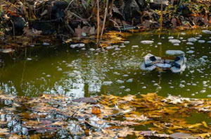 Pond Cleaning Melksham (01225)
