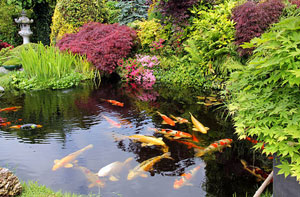 Pond Installers Atherstone